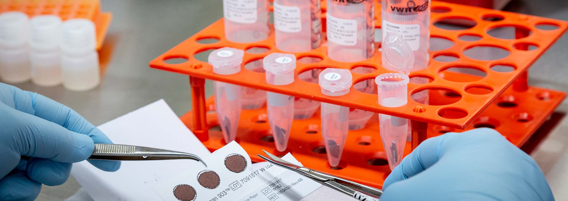 Zaneta Holman working in the Molecular Oncology lab with specimens.