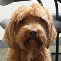 Angus (Gus)