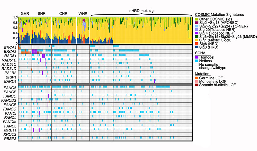 Dna Mutation Graph Research Overview