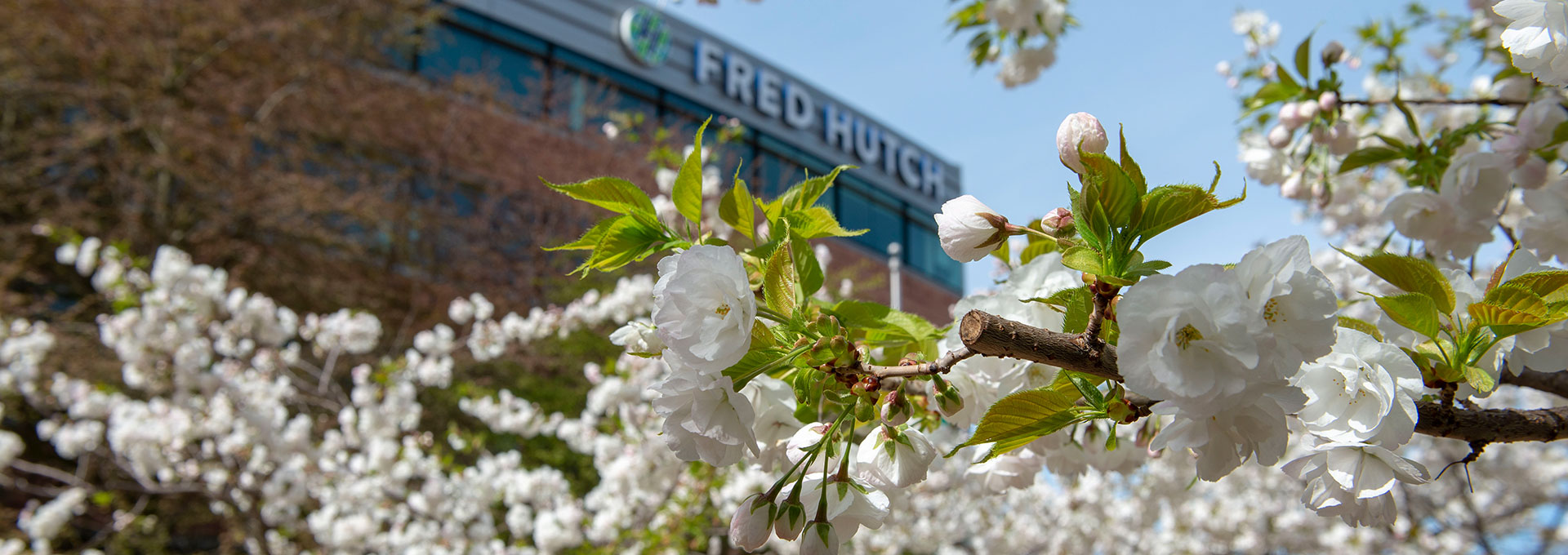 Cherry blossoms with Fred Hutch building in background