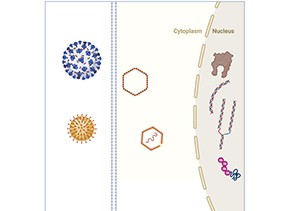 virus host interactions graphic