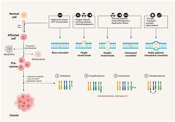 genomic instability