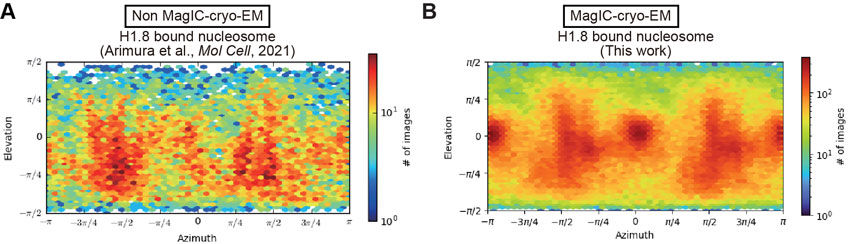 Protein capturing by MagIC-cryo-EM limit
