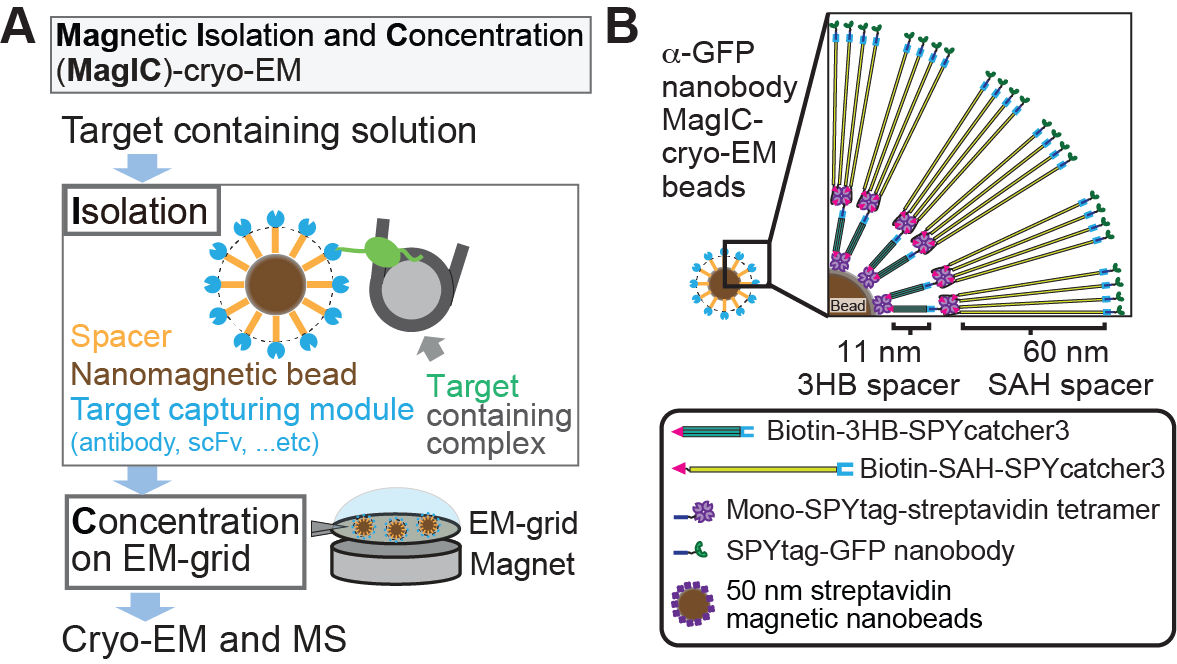 Cryo-EM Single Particle Analyses