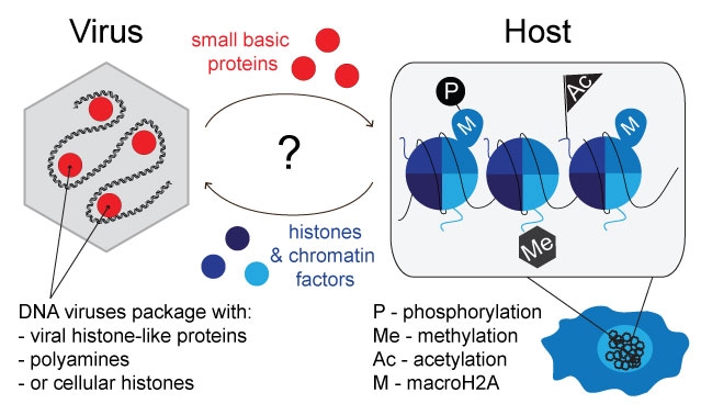 Virus host image