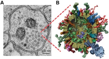 Architecture of synaptic vessicles