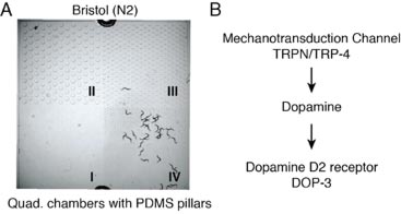 Diagram of dopamine signaling