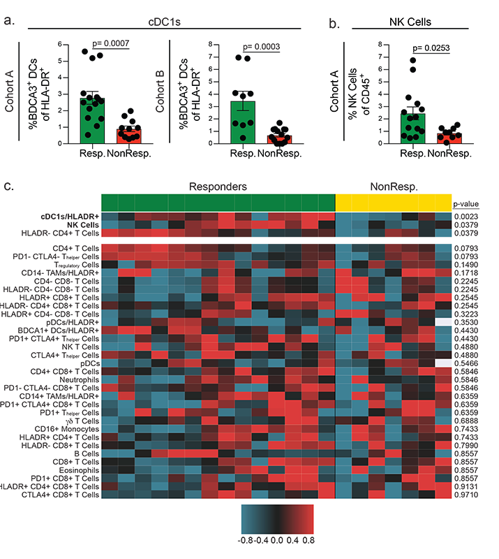 cDC1s and NK cells correlate with response to anti-PD-1 immunotherapy.