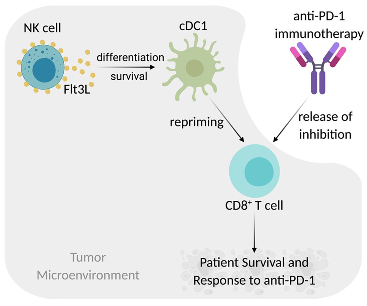 Diagram of NK cell – cDC1 axis.