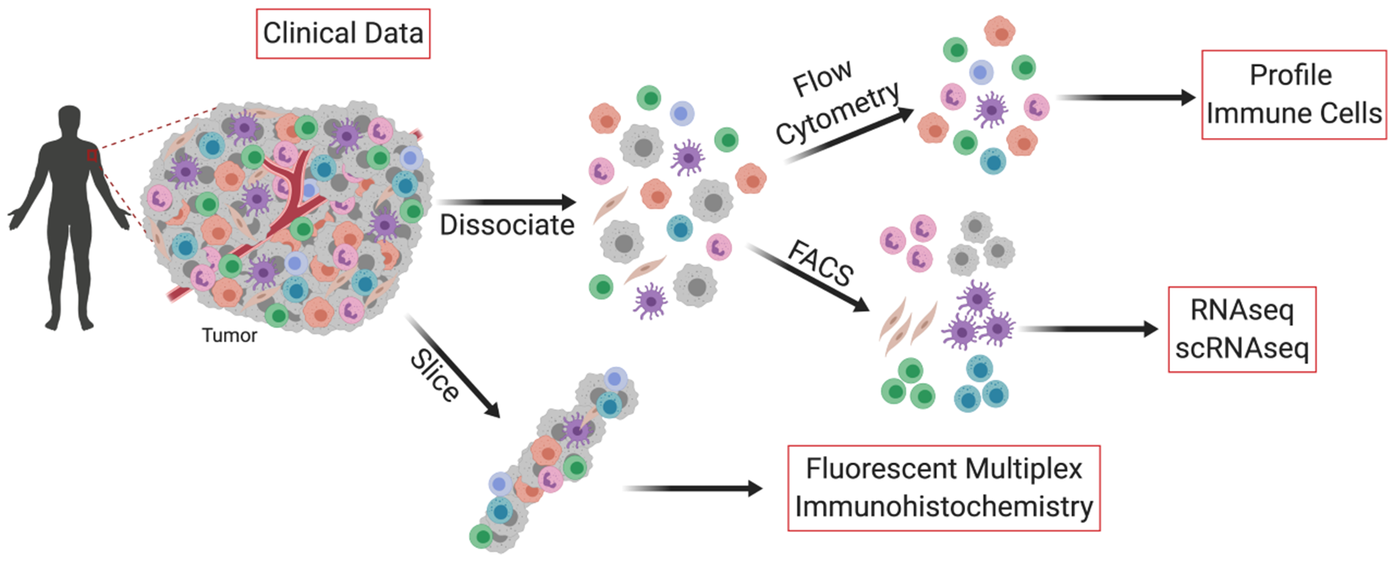 Diagram of immune profiling experiments.