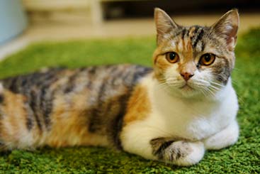 Calico cat