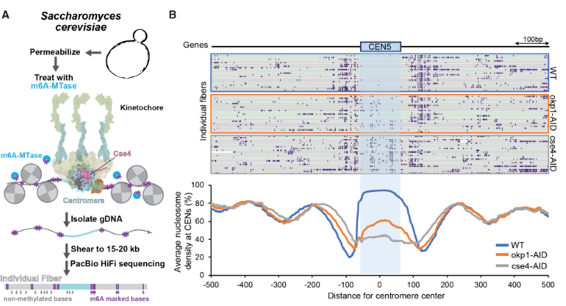 cen-chromatin