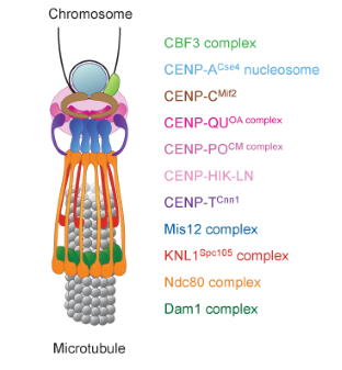 Model of kinetochore architecture and assembly