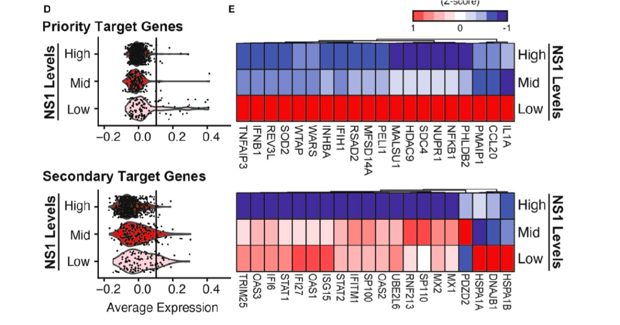 ancient viral genome graphic