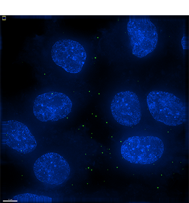 Binding of ancient HERVT env-pseudotyped MLV particles (green) to DF1 cells expressing human MCT1