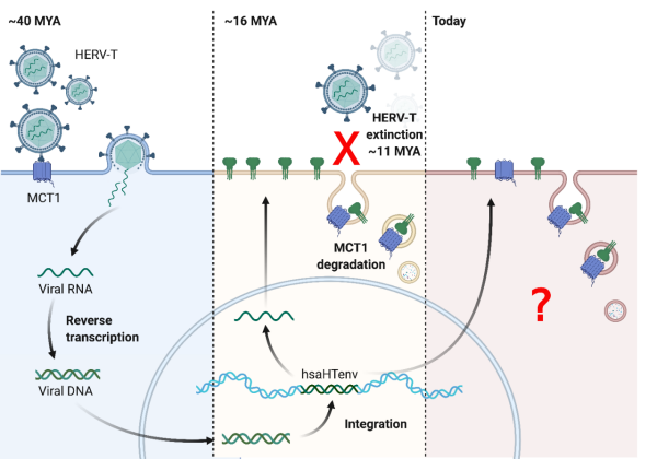 The rise and fall of HERV-T: ~40 MYA