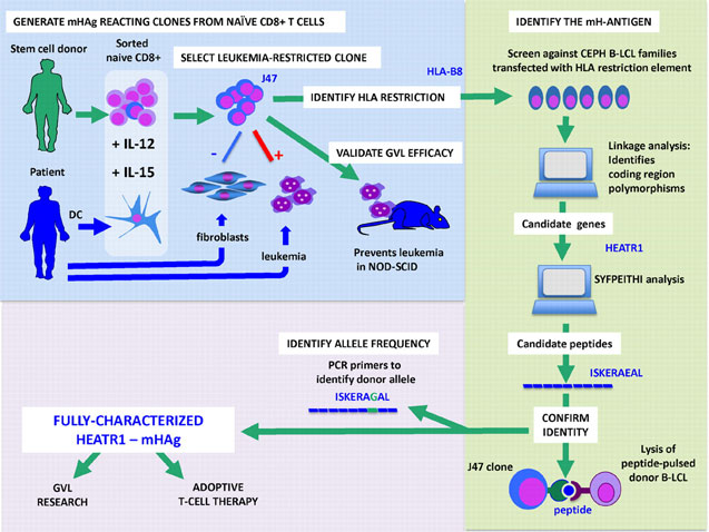 Discovery and characterization of mHAg HEATR1: Pretransplantation cells from donor and recipient are used to generate an HLA-B8–restricted hematopoiesis-specific CD8 T-cell clone