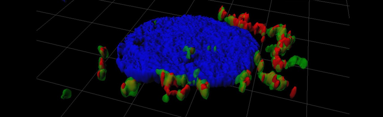 Parainfluenza virus infection of a respiratory epithelial cell