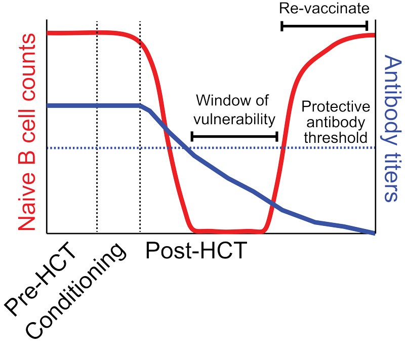 Model of antibody decay and immune reconstitution in hematopoietic stem cell transplant (HCT) recipients