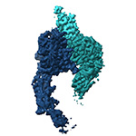 Conformational snapshots of αvβ8 integrin bound to L-TGFβ  