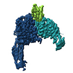 Conformational snapshots of αvβ8 integrin bound to L-TGFβ  