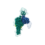 Conformational snapshots of αvβ8 integrin bound to L-TGFβ  