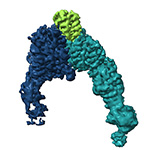 Conformational snapshots of αvβ8 integrin bound to L-TGFβ  