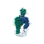 Conformational snapshots of αvβ8 integrin bound to L-TGFβ  