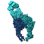 Conformational snapshots of αvβ8 integrin bound to L-TGFβ  
