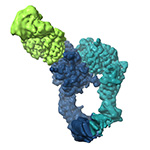 Conformational snapshots of αvβ8 integrin bound to L-TGFβ  