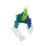 Conformational snapshots of αvβ8 integrin bound to L-TGFβ  