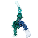 Conformational snapshots of αvβ8 integrin bound to L-TGFβ  