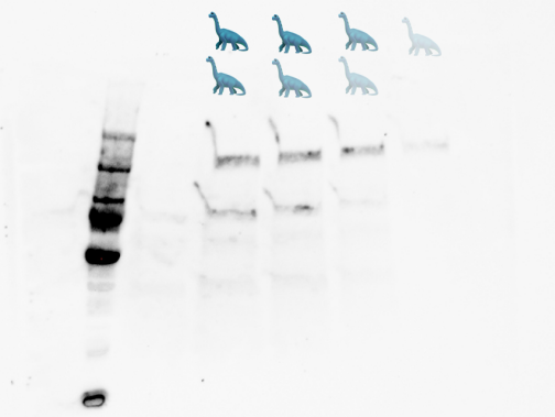 dino western blot