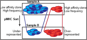 Schema of high throughput TCRβ chain sequencing and peptide/MHS multimer staining