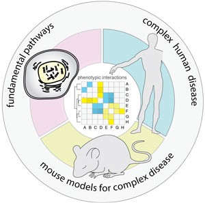 Complex Human Disease