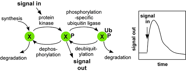 Phosphorylation-specific ubiquitylation and degradation can induce negative feedback in a signaling pathway