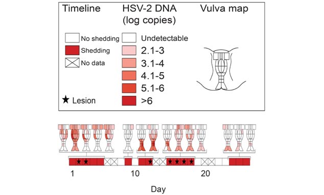 HSV shedding in microenvironments