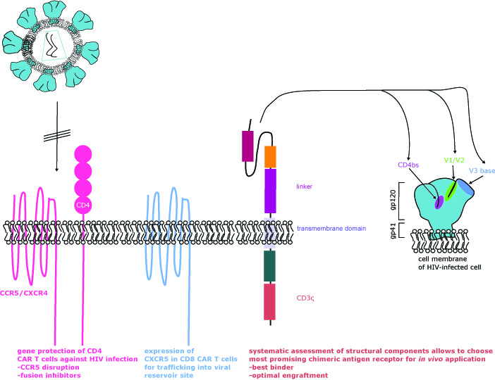 Genetically modified T cells