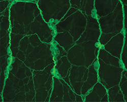 Enteric neurons in the submucosal plexus labeled using anti-Tuj1 antibody