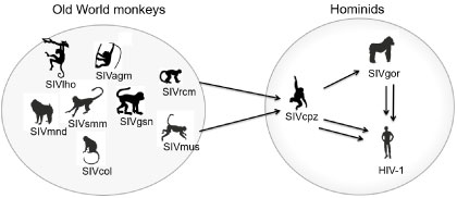 Image of old world monkeys compared to hominids. 