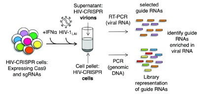 HIV-CRISPR explainer graphic