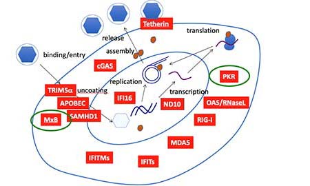 Host cells express factors that restrict viral replication at many steps