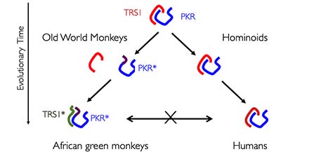 Evolutionary arms race