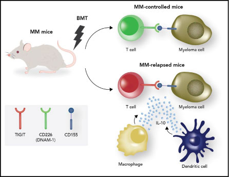 Graphic of refining immune-mediated control of myeloma after autologous SCT