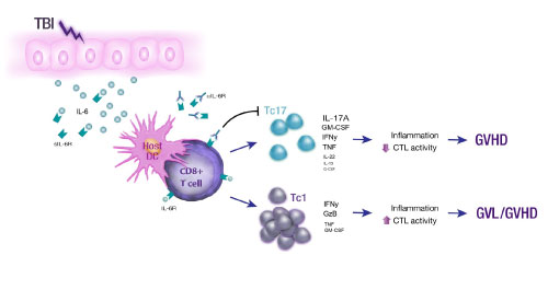 Graphic of the differential role of type-17 differentiation in graft versus host disease and graft-versus-leukemia responses