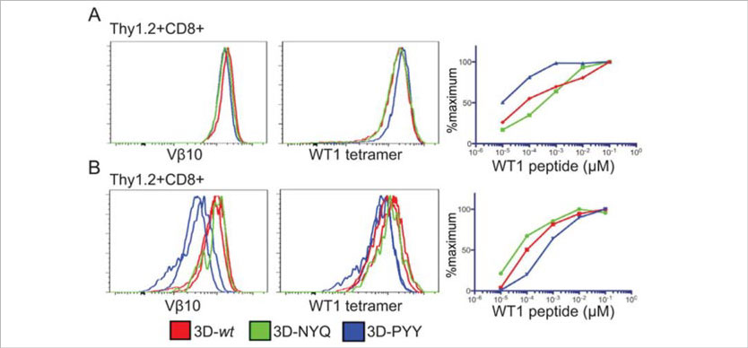 Murine splenocytes were transduced to express wildtype-affinity WT1-specific TCR (3D-wt) or one of two CD8-independent enhanced affinity variants of 3D-wt: 3D-NYH (intermediate affinity), and 3D-PYY (highest affinity)