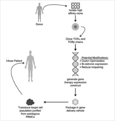 Overview of TCR gene therapy