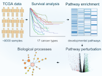 Activation of developmental pathways correlates with poor clinical outcomes across cancer types