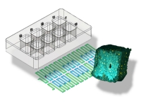 A microfluidic platform that permits multiple drug testing of uniformly-sized microscale “cuboids” of live tissue with well-preserved microenvironments.