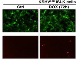  ERBB1/ERBB2 during latency and  lytic phases